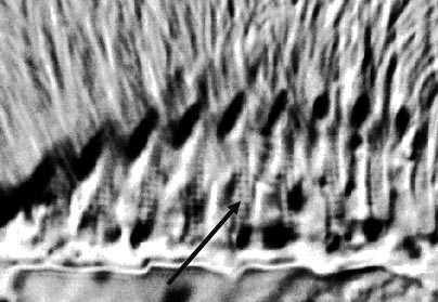 Particolare delle strie in negativo